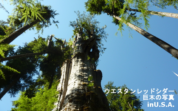 ウエスタンレッドシダー材(現地挽き)節つき_5/4×4